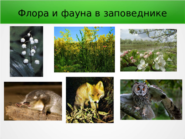 Флора и фауна в заповеднике 