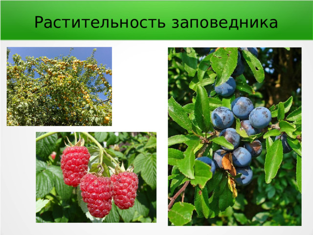 Растительность заповедника 