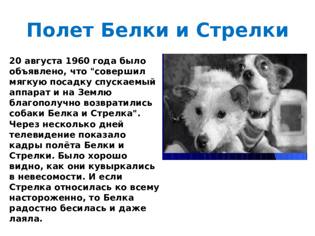 Полет Белки и Стрелки 20 августа 1960 года было объявлено, что 