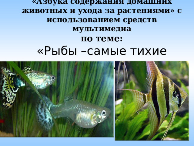 «Азбука содержания домашних животных и ухода за растениями» с использованием средств мультимедиа  по теме:  «Рыбы –самые тихие соседи» 