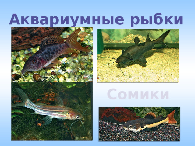 Аквариумные рыбки Сомики 