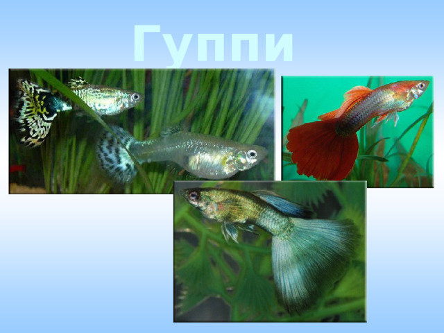 Гуппи 