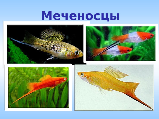 Меченосцы 