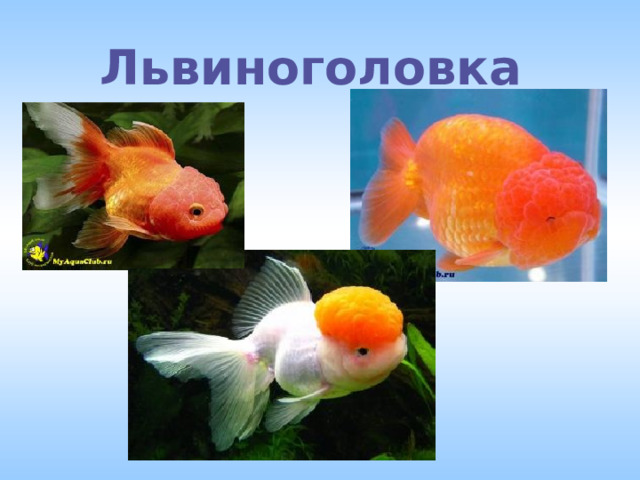 Львиноголовка 