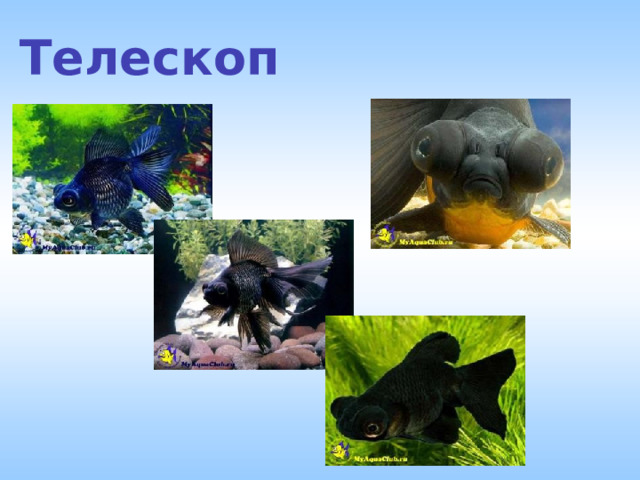 Телескоп 