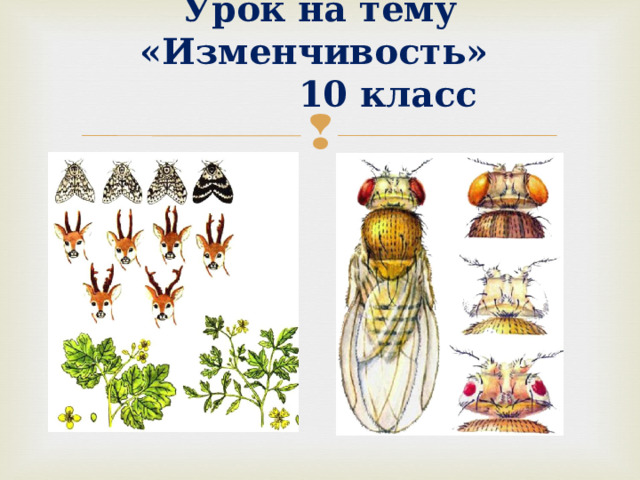 Урок на тему «Изменчивость»  10 класс 