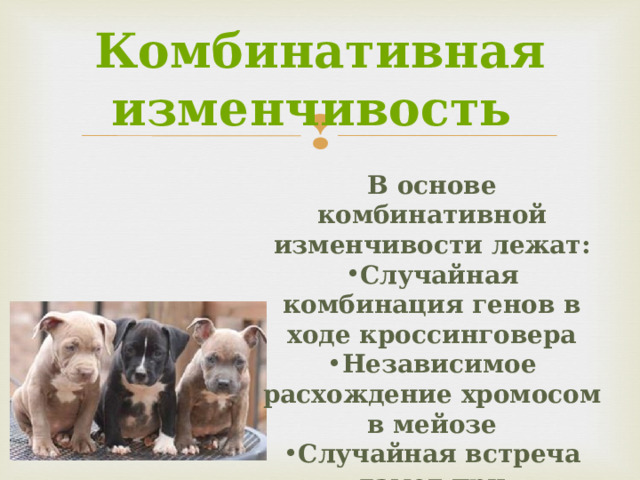 Комбинативная изменчивость   В основе комбинативной изменчивости лежат: Случайная комбинация генов в ходе кроссинговера Независимое расхождение хромосом в мейозе Случайная встреча гамет при оплодотворении 