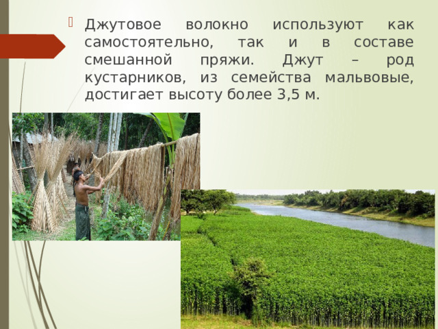 Джутовое волокно используют как самостоятельно, так и в составе смешанной пряжи. Джут – род кустарников, из семейства мальвовые, достигает высоту более 3,5 м. 