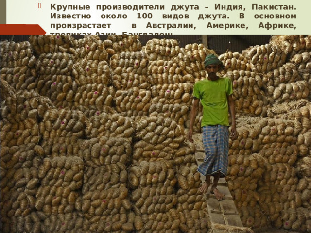 Крупные производители джута – Индия, Пакистан. Известно около 100 видов джута. В основном произрастает в Австралии, Америке, Африке, тропиках Азии, Бангладеш 