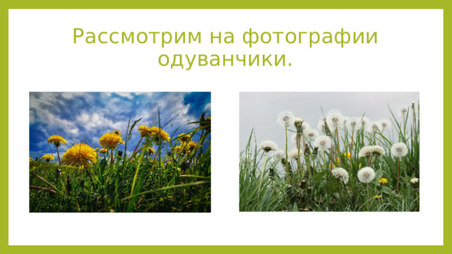 Рассмотрим на фотографии одуванчики. 