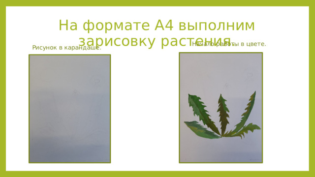 На формате А4 выполним зарисовку растения. Начало работы в цвете. Рисунок в карандаше. 