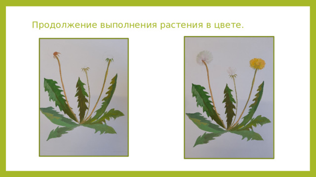 Продолжение выполнения растения в цвете. 