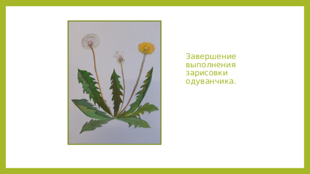 Завершение выполнения зарисовки одуванчика. 