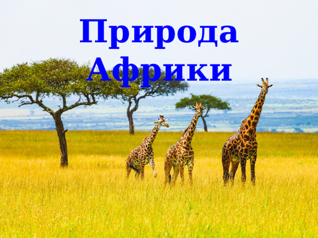 Природа Африки 