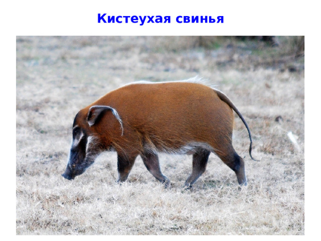 Кистеухая свинья 