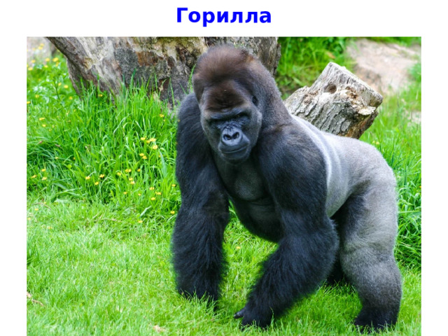Горилла 