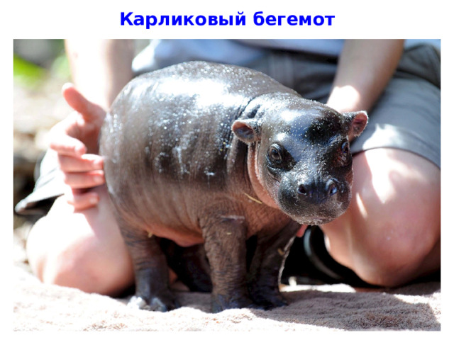 Карликовый бегемот 