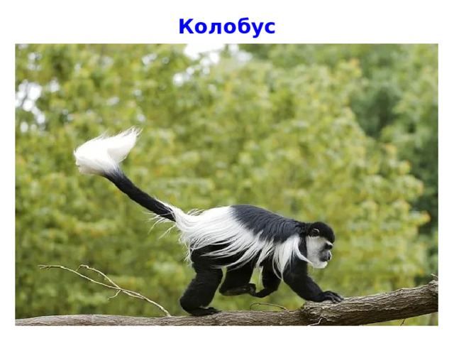 Колобус 