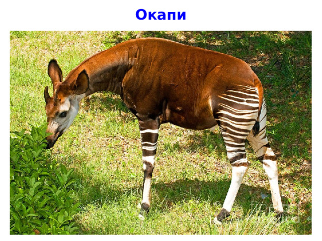 Окапи 