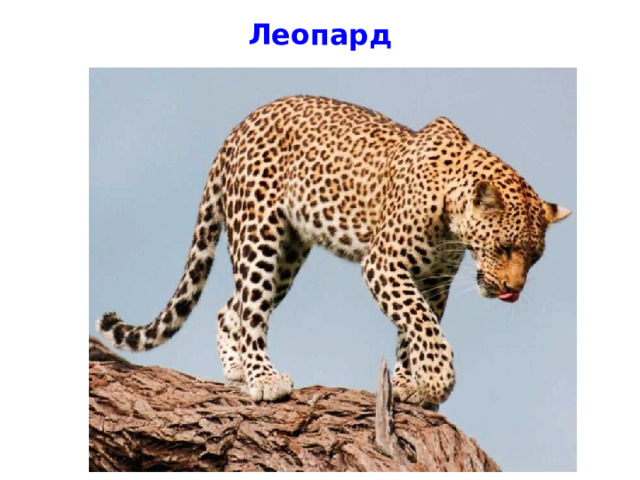 Леопард 