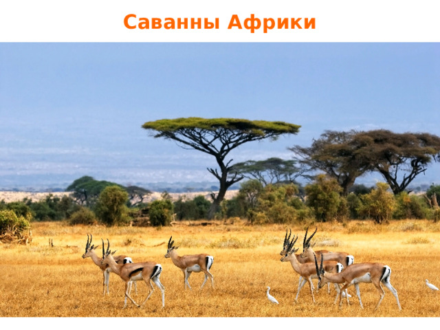 Саванны Африки 