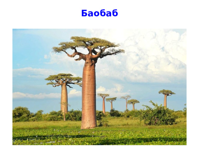 Баобаб 