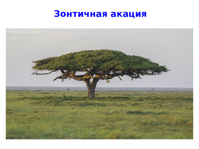 Зонтичная акация 