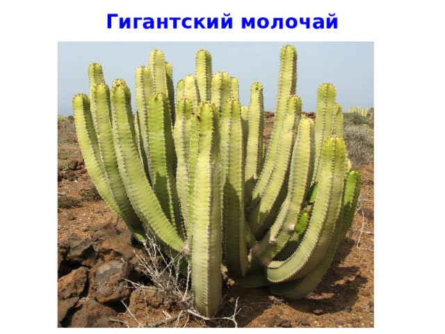 Гигантский молочай 