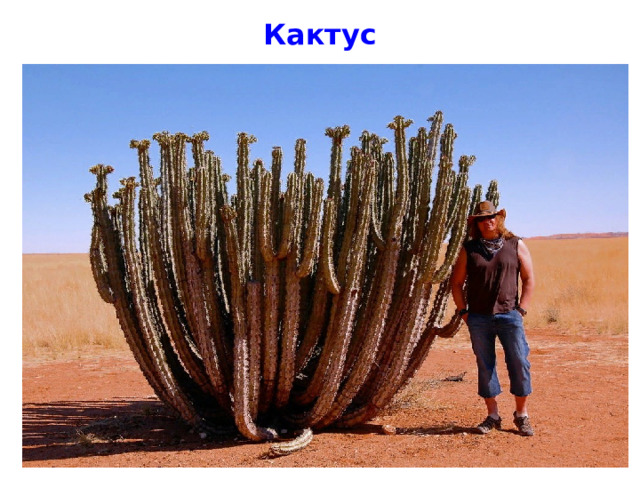Кактус 