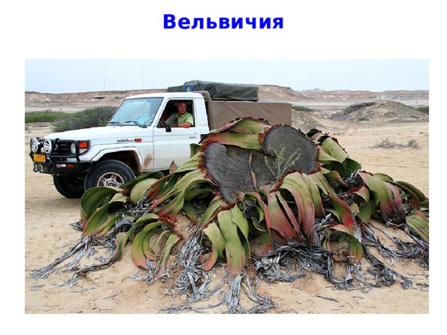 Вельвичия 