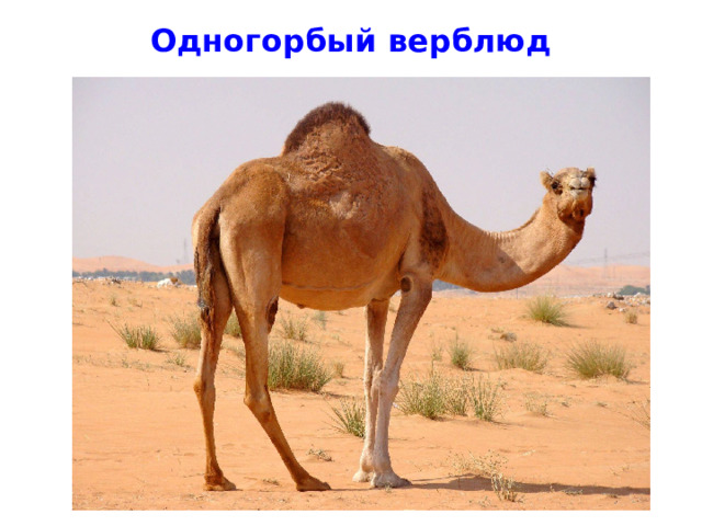 Одногорбый верблюд 
