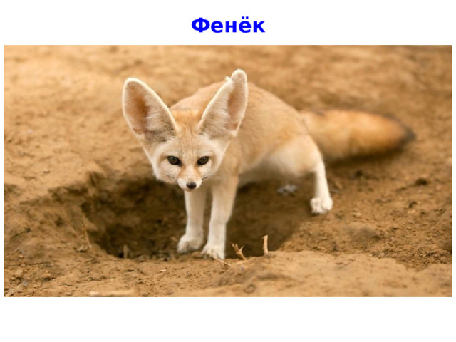 Фенёк 