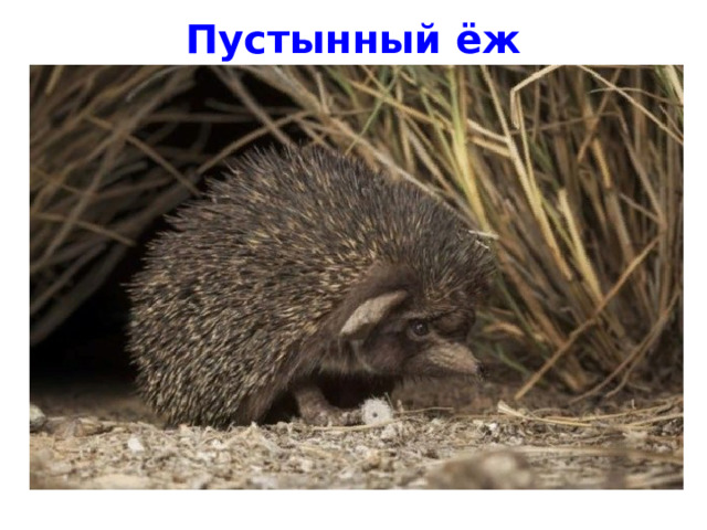 Пустынный ёж 