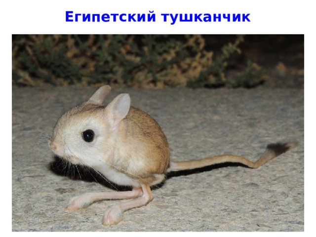 Египетский тушканчик 
