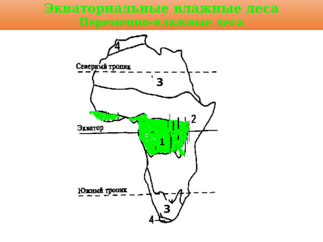 Экваториальные влажные леса Переменно-влажные леса 3 3 