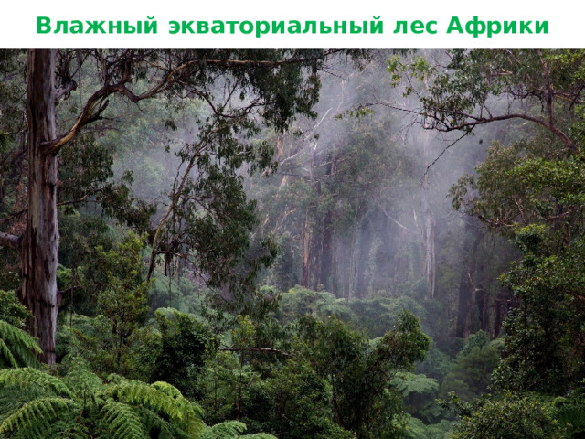 Влажный экваториальный лес Африки 