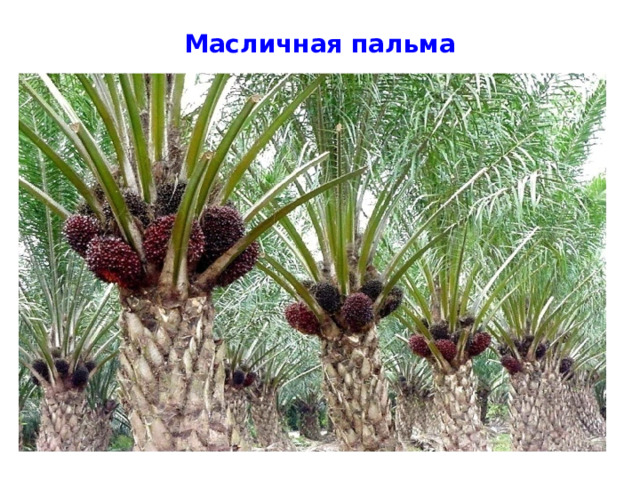 Масличная пальма 