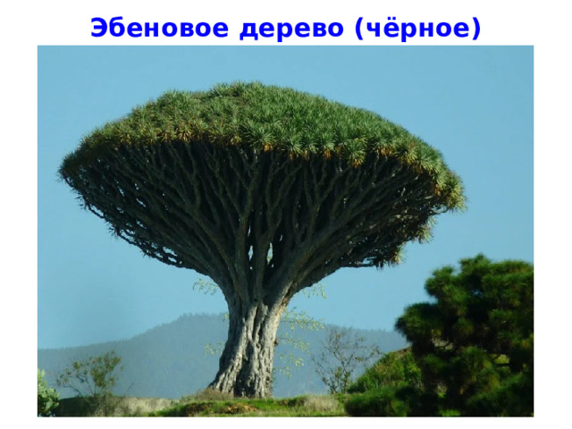 Эбеновое дерево (чёрное) 