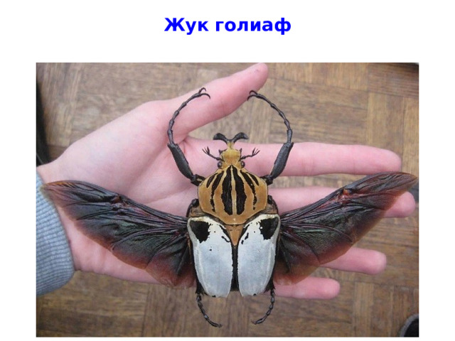 Жук голиаф 