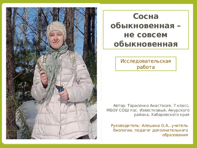 Сосна обыкновенная – не совсем обыкновенная Исследовательская работа Автор: Тарасенко Анастасия, 7 класс, МБОУ СОШ пос. Известковый, Амурского района, Хабаровского края Руководитель: Алешина О.А., учитель биологии, педагог дополнительного образования 