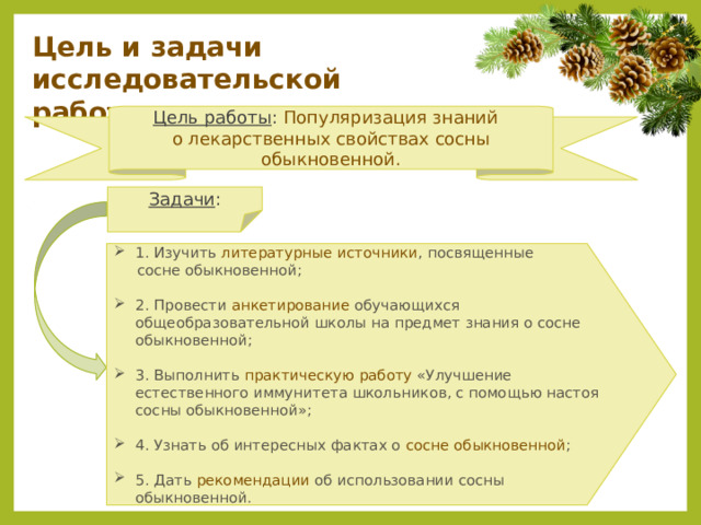 Цель и задачи исследовательской работы Цель работы : Популяризация знаний о лекарственных свойствах сосны обыкновенной. Задачи : 1. Изучить литературные источники , посвященные  сосне обыкновенной; 2. Провести анкетирование обучающихся общеобразовательной школы на предмет знания о сосне обыкновенной; 3. Выполнить практическую работу «Улучшение естественного иммунитета школьников, с помощью настоя сосны обыкновенной»; 4. Узнать об интересных фактах о сосне обыкновенной ; 5. Дать рекомендации об использовании сосны обыкновенной. 