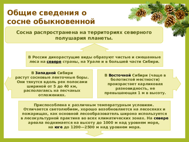 Общие сведения о сосне обыкновенной Сосна распространена на территориях северного полушария планеты. В России дикорастущие виды образуют чистые и смешанные леса на севере страны, на Урале и в большей части Сибири. В Западной Сибири растут сосновые ленточные боры. Они тянутся вдоль рек полосами шириной от 5 до 40 км, располагаясь на песчаных отложениях.  В Восточной Сибири (чаще в болотистой местности) произрастает карликовая разновидность, не превышающая 1 м в высоту. Приспособлена к различным температурным условиям. Отличается светолюбием, хорошо возобновляется на лесосеках и пожарищах, как основной лесообразователь широко используется в лесокультурной практике во всех климатических зонах. На севере ареала поднимается на высоту до 1000 м над уровнем моря, на юге до 1200—2500 м над уровнем моря. 