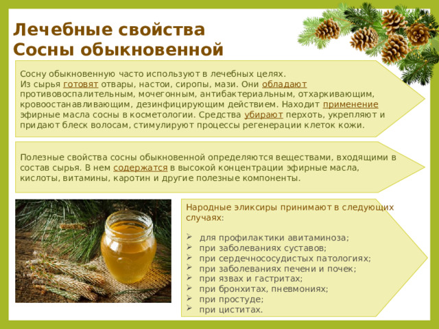Лечебные свойства Сосны обыкновенной Сосну обыкновенную часто используют в лечебных целях. Из сырья готовят отвары, настои, сиропы, мази. Они обладают противовоспалительным, мочегонным, антибактериальным, отхаркивающим, кровоостанавливающим, дезинфицирующим действием. Находит применение эфирные масла сосны в косметологии. Средства убирают перхоть, укрепляют и придают блеск волосам, стимулируют процессы регенерации клеток кожи. Полезные свойства сосны обыкновенной определяются веществами, входящими в состав сырья. В нем содержатся в высокой концентрации эфирные масла, кислоты, витамины, каротин и другие полезные компоненты. Народные эликсиры принимают в следующих случаях : для профилактики авитаминоза; при заболеваниях суставов; при сердечнососудистых патологиях; при заболеваниях печени и почек; при язвах и гастритах; при бронхитах, пневмониях; при простуде; при циститах. 