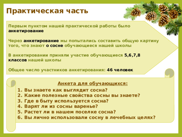 Практическая часть Первым пунктом нашей практической работы было анкетирование  Через анкетирование мы попытались составить общую картину того, что знают о сосне обучающиеся нашей школы  В анкетировании приняли участие обучающиеся 5,6,7,8 классов нашей школы  Общее число участников анкетирования: 46 человек Анкета для обучающихся:  Вы знаете как выглядит сосна? Какие полезные свойства сосны вы знаете? Где в быту используется сосна? Варят ли из сосны варенье? Растет ли в нашем поселке сосна? Вы лично использовали сосну в лечебных целях? 