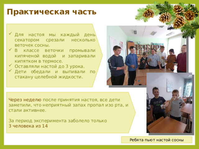 Практическая часть Для настоя мы каждый день секатором срезали несколько веточек сосны. В классе веточки промывали кипяченой водой и запаривали кипятком в термосе. Оставляли настой до 3 урока. Дети обедали и выпивали по стакану целебной жидкости. Через неделю после принятия настоя, все дети заметили, что неприятный запах пропал изо рта, и стали активнее. За период эксперимента заболело только 3 человека из 14 Ребята пьют настой сосны 