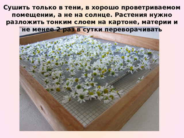 Сушить только в тени, в хорошо проветриваемом помещении, а не на солнце. Растения нужно разложить тонким слоем на картоне, материи и не менее 2 раз в сутки переворачивать 