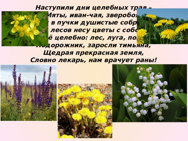 Наступили дни целебных трав –  Мяты, иван-чая, зверобоя.  Их в пучки душистые собрав,  Из лесов несу цветы с собою.  Всё целебно: лес, луга, поля,  Подорожник, заросли тимьяна,  Щедрая прекрасная земля,  Словно лекарь, нам врачует раны! 