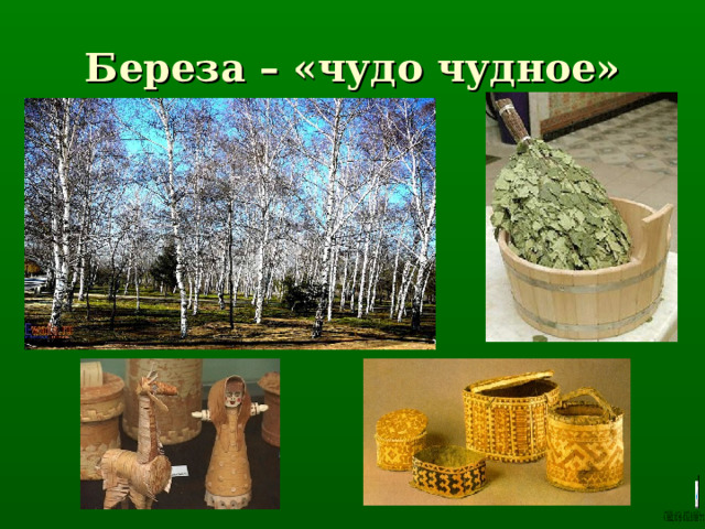 Береза – «чудо чудное» 