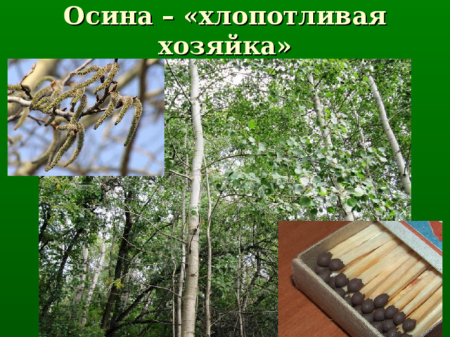Осина – «хлопотливая хозяйка» 
