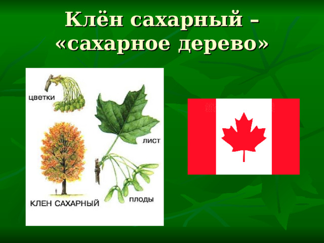 Клён сахарный – «сахарное дерево» 